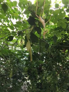 IMG 1421 e1504953979267