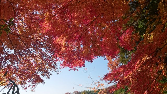 DSC 0110 e1512285037227