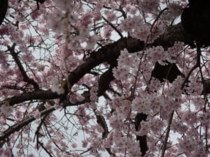 f4492f01acabb517be2cd69e976f338c 1