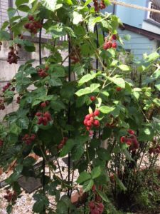 IMG 2130 e1531559070205