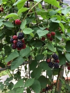 IMG 2132 e1531559088113 1