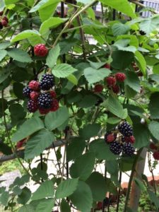 IMG 2132 e1531559088113