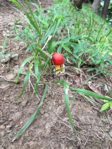 UNADJUSTEDNONRAW thumb 375 1