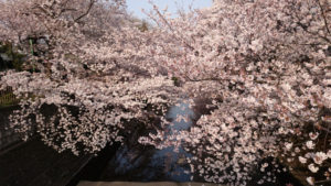 48e69030d47e05d4a1bf480f15ab61f2