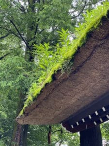 thumb IMG 6076 1024 1